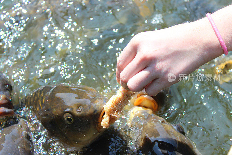 女孩用手喂友好的鲤鱼/喂鲤鱼面包在池塘里